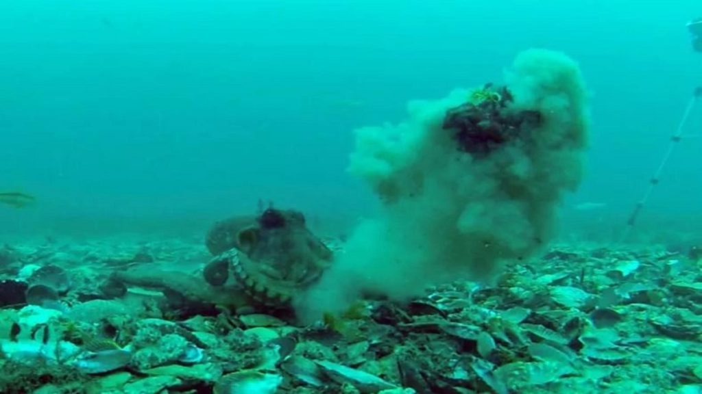 Pulpos captados en video arrojándose limo y caparazones en una extraña pelea submarina 1 -