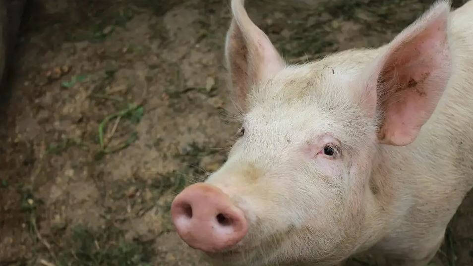 Los mayores avances médicos de 2022 2 -