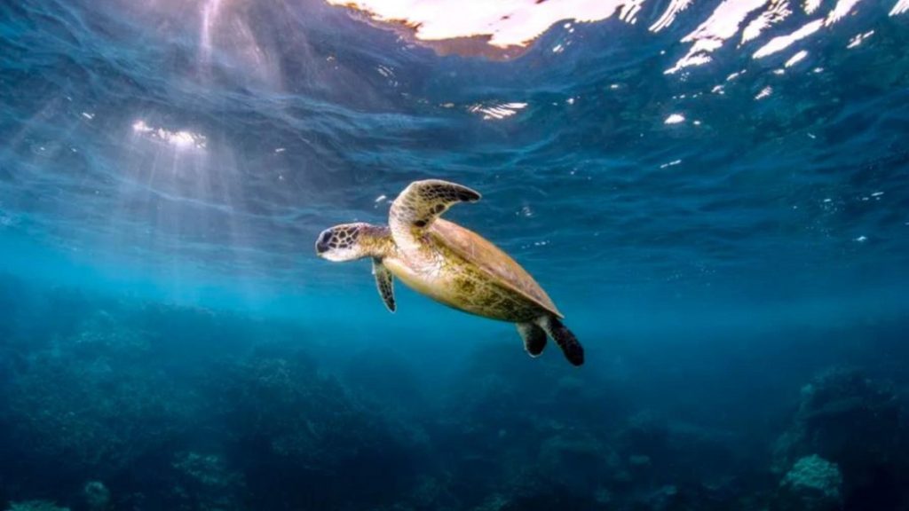 Los lideres mundiales tienen 2 semanas para acordar un plan para salvar la naturaleza 1 -