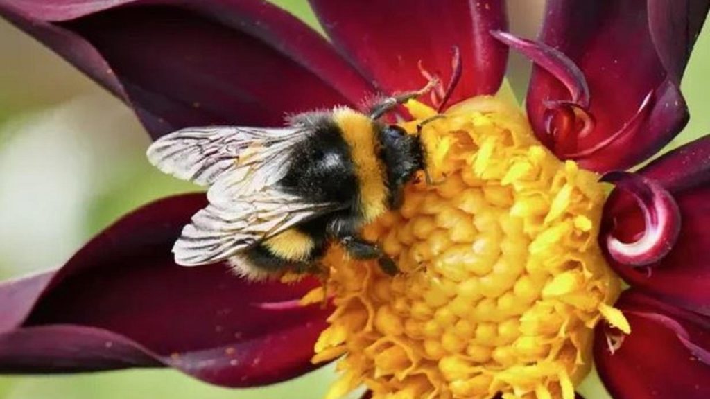Las abejas 'cuentan' de izquierda a derecha, según un estudio 1 -
