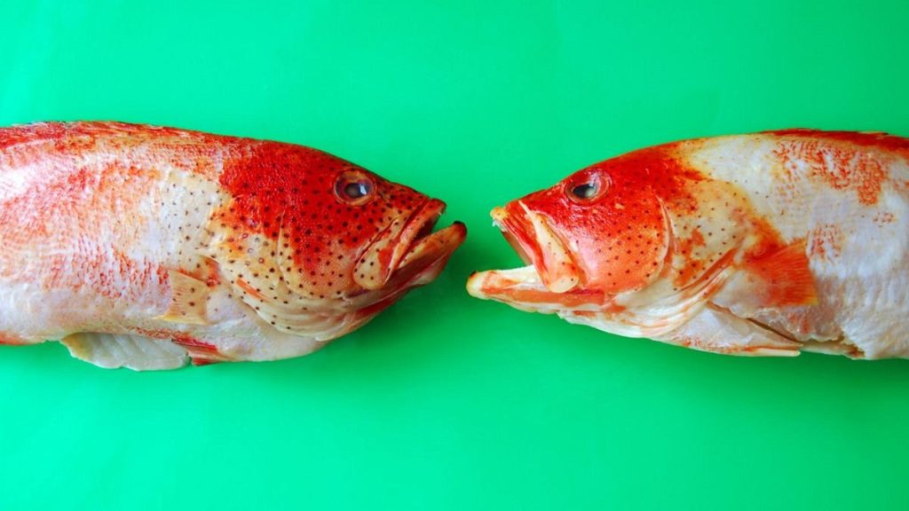 Los humanos pueden estar sorprendentemente cerca de descifrar el lenguaje de los animales 1 -