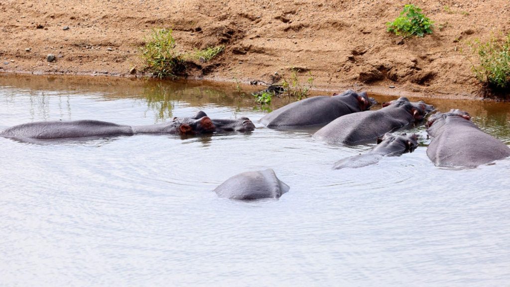 Estos extraños datos sobre animales sorprendieron a los científicos en 2022 1 -