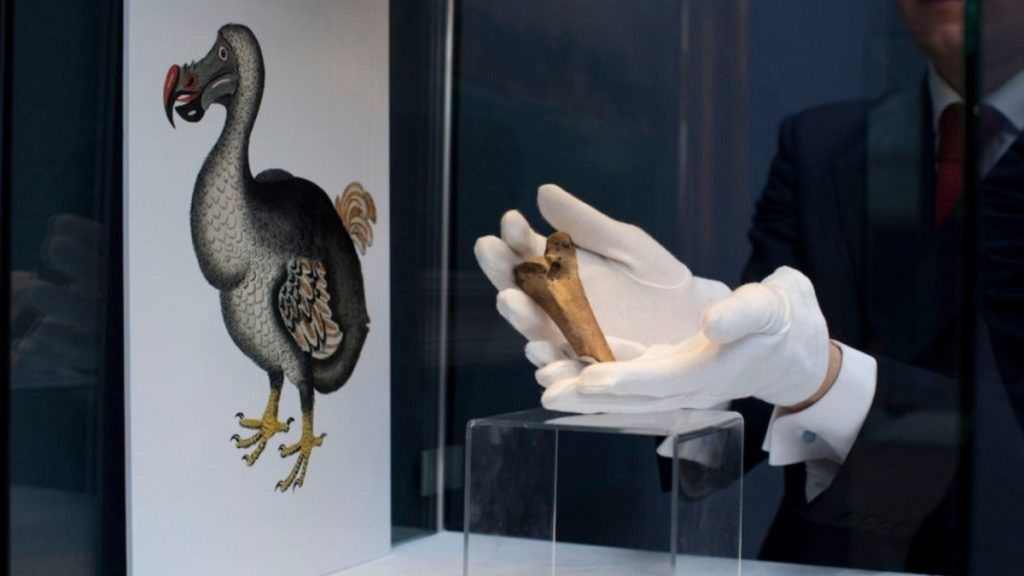 Los científicos se comprometen a 'des-extinguir' al pájaro dodo 1 -