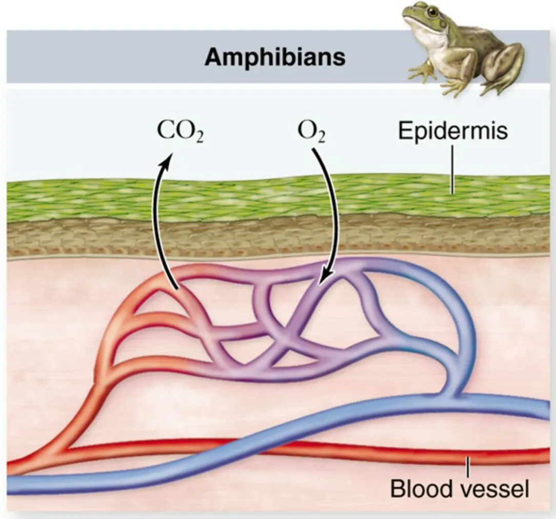 Respiración Cutánea