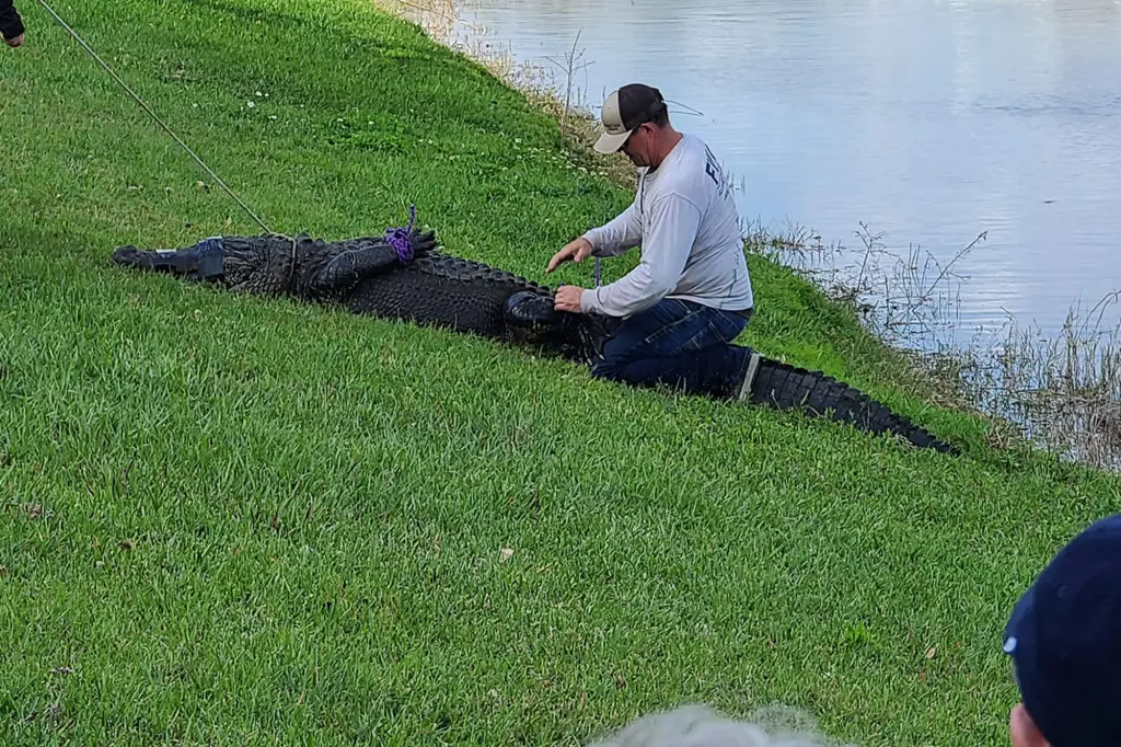 Florida,ataque de animal,seguridad,animales peligrosos,caimanes - Florida