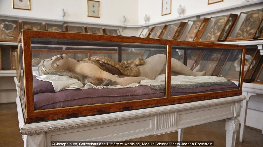 Belleza, Horror y Ciencia en las Venus Anatómicas 11 venus anatómica - venus anatómica