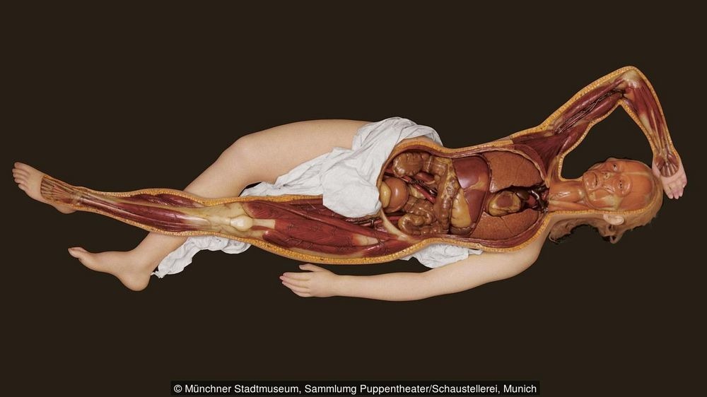 Belleza, Horror y Ciencia en las Venus Anatómicas 12 venus anatómica - venus anatómica