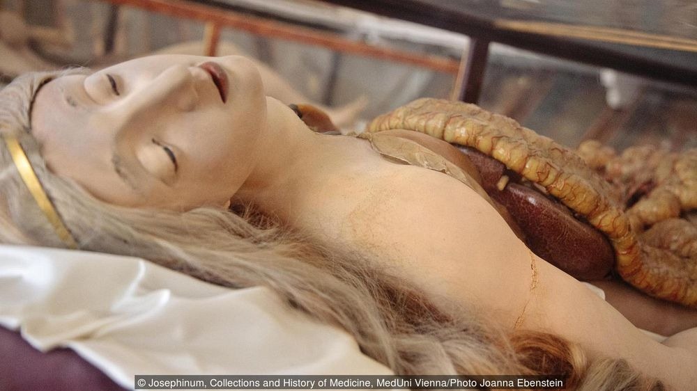 Belleza, Horror y Ciencia en las Venus Anatómicas 9 venus anatómica - venus anatómica