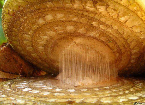 vistas bajo un microscopio - vistas bajo un microscopio