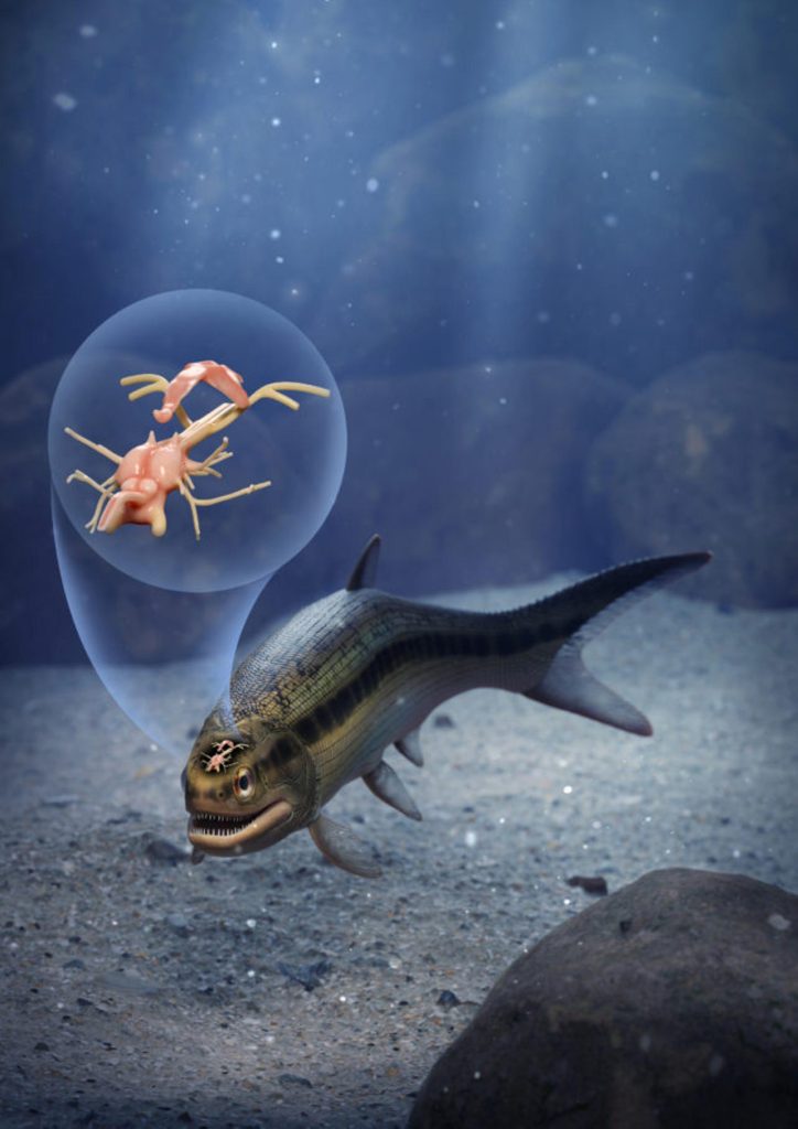 Científicos descubrieron accidentalmente el cerebro más antiguo de todos los vertebrados 2 -