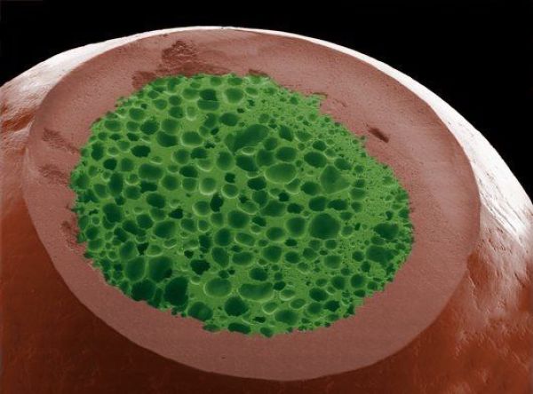 vistas bajo un microscopio - vistas bajo un microscopio