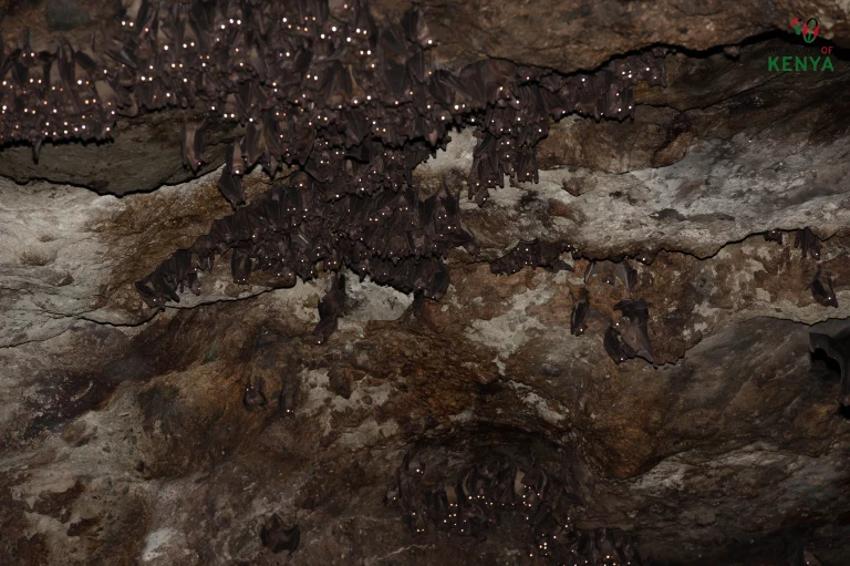 Kitum Cave, uno de los lugares más peligrosos en la Tierra 4 Kitum Cave - Kitum Cave