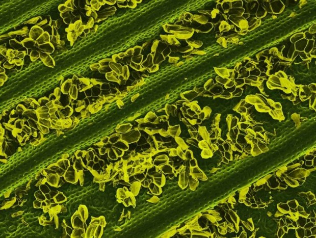 vistas bajo un microscopio - vistas bajo un microscopio