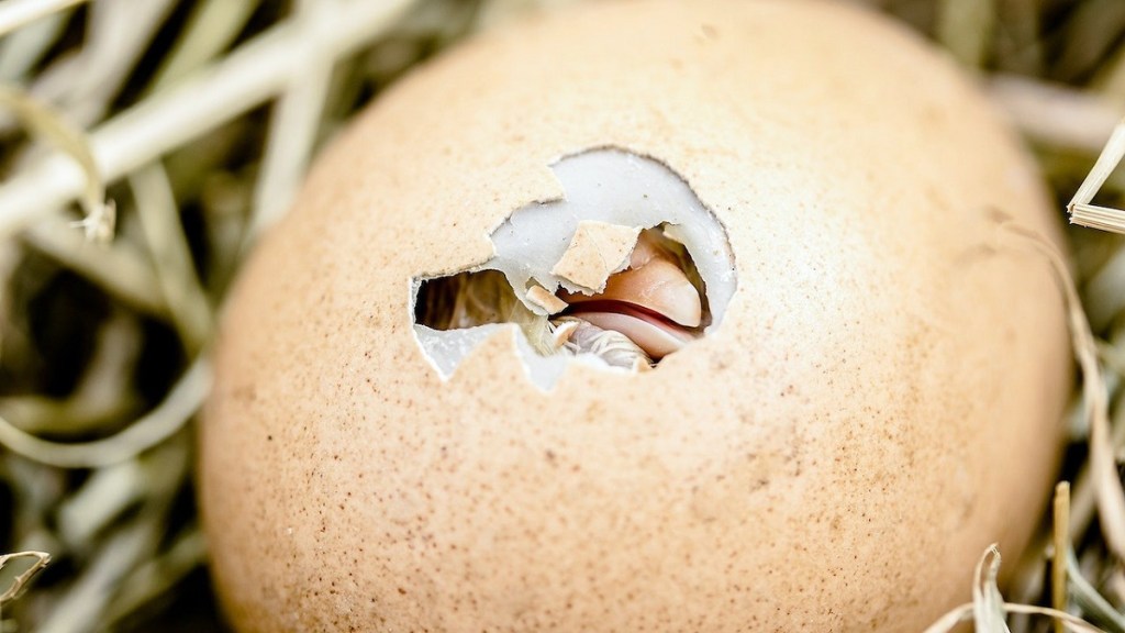 Resuelto el rompecabezas del huevo o la gallina: ¿Cuál fue primero? la ciencia lo explica 1 -