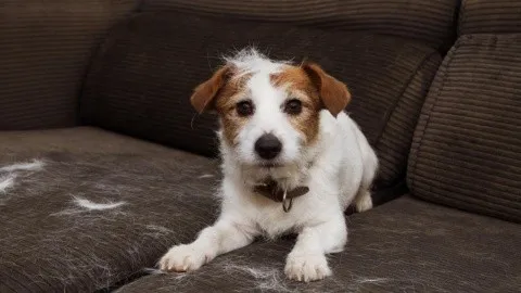 Animales con alopecia.