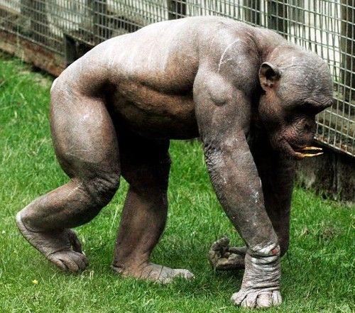 animales con alopecia - animales con alopecia