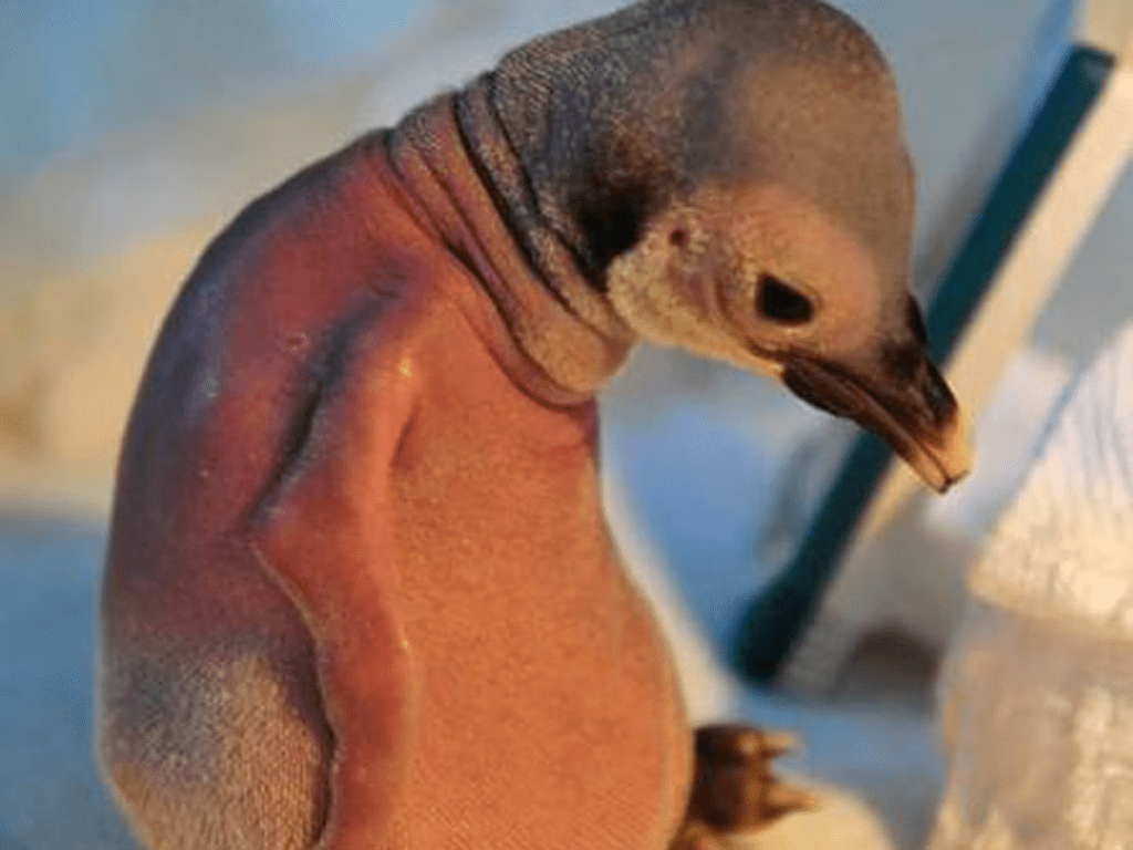 animales con alopecia - animales con alopecia