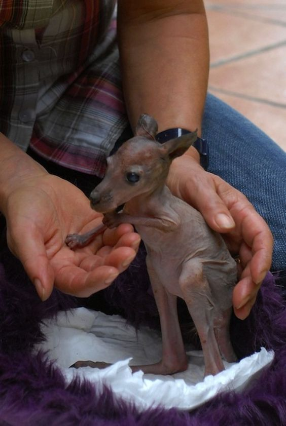 animales con alopecia - animales con alopecia