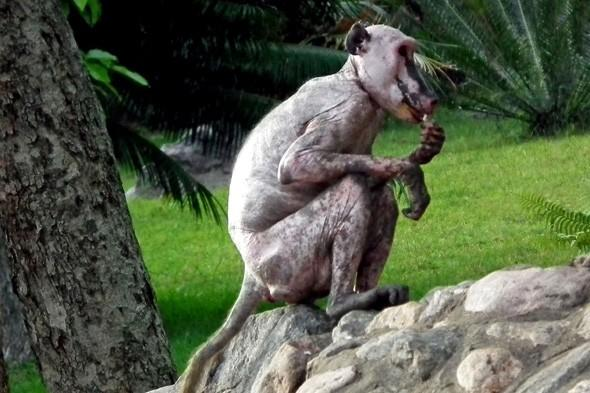 animales con alopecia - animales con alopecia