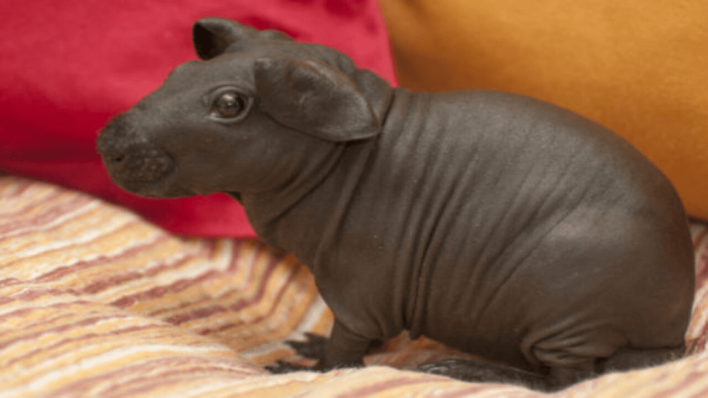 animales con alopecia - animales con alopecia