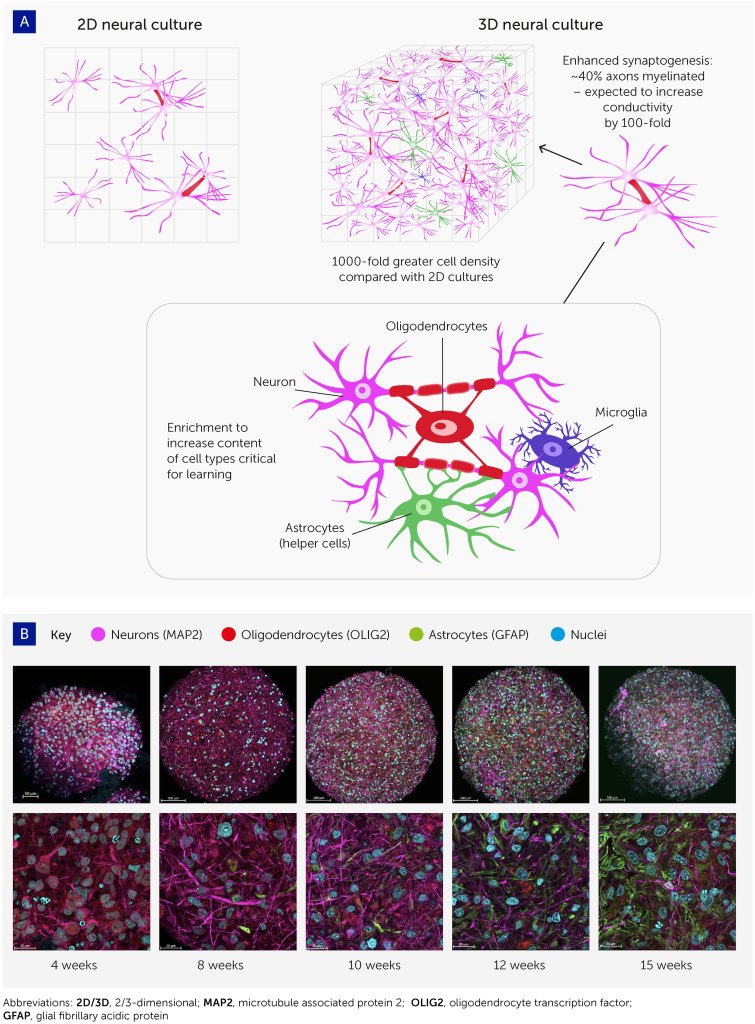 Células cerebrales humanas impulsarán la próxima generación de computadoras 1 -