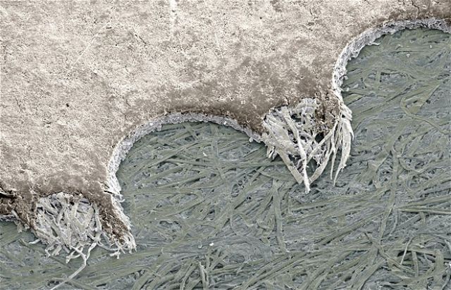 vistas bajo un microscopio - vistas bajo un microscopio