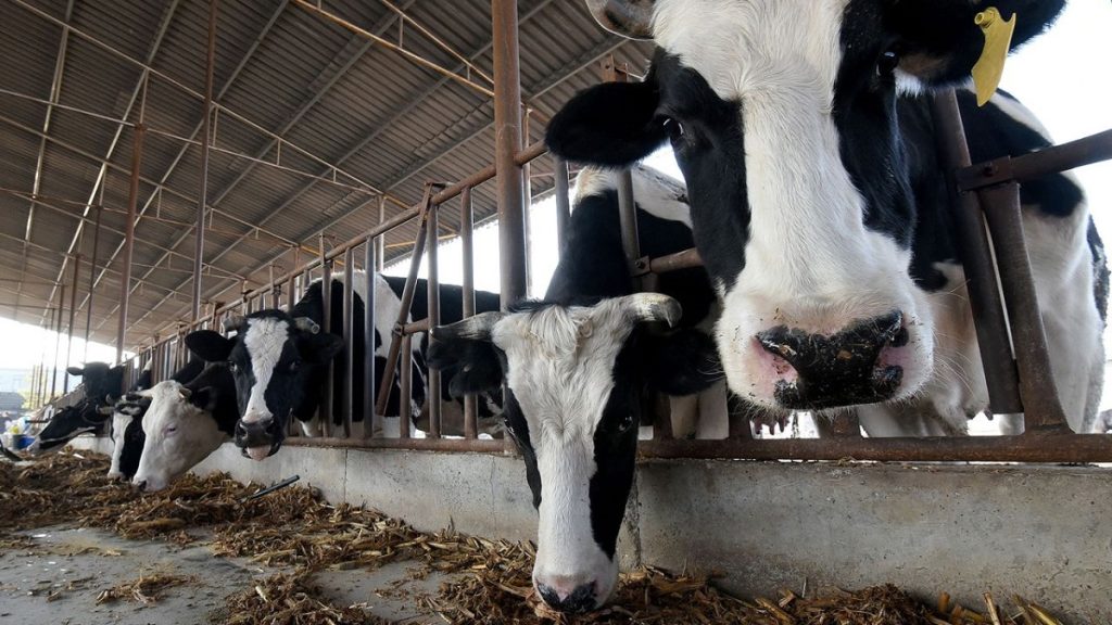 China dice haber clonado con éxito 3 'super vacas' altamente productivas 1 -