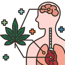 Weighing the Pros and Cons: An In-Depth Look at Cannabis Use 1 -