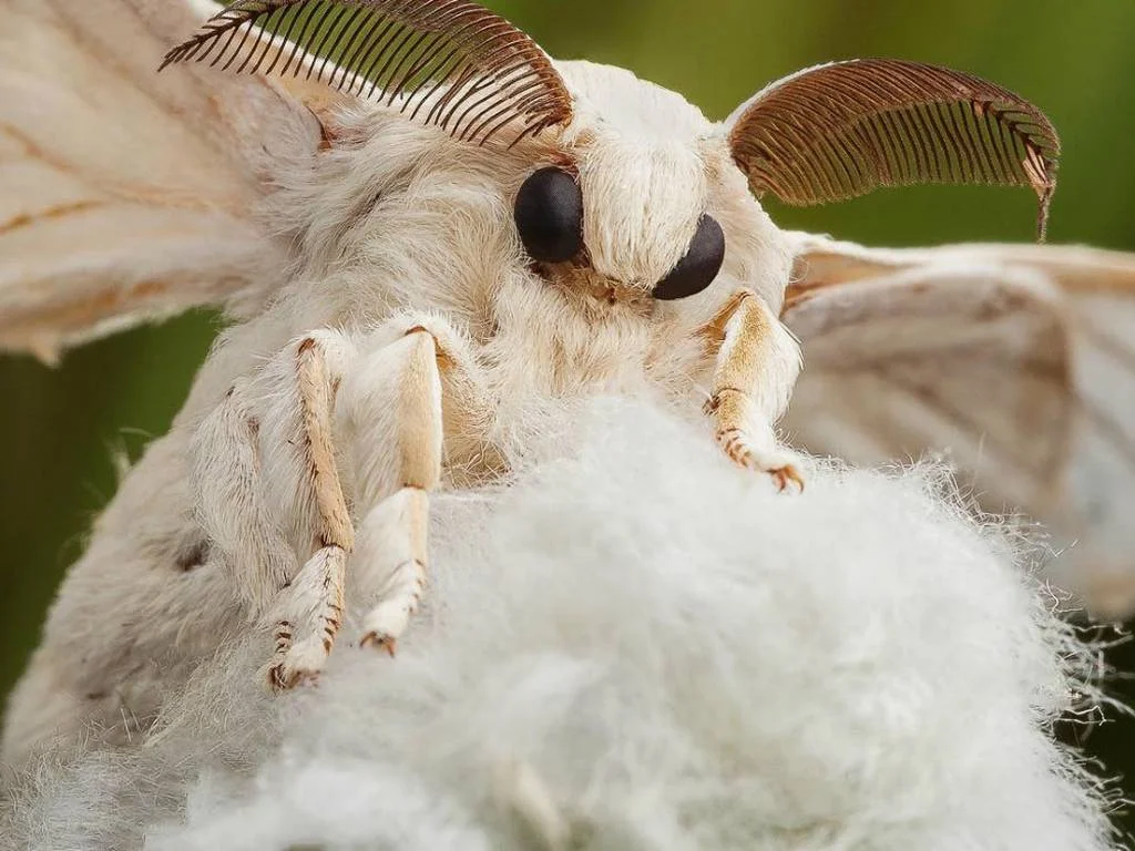 animales extraños - animales extraños