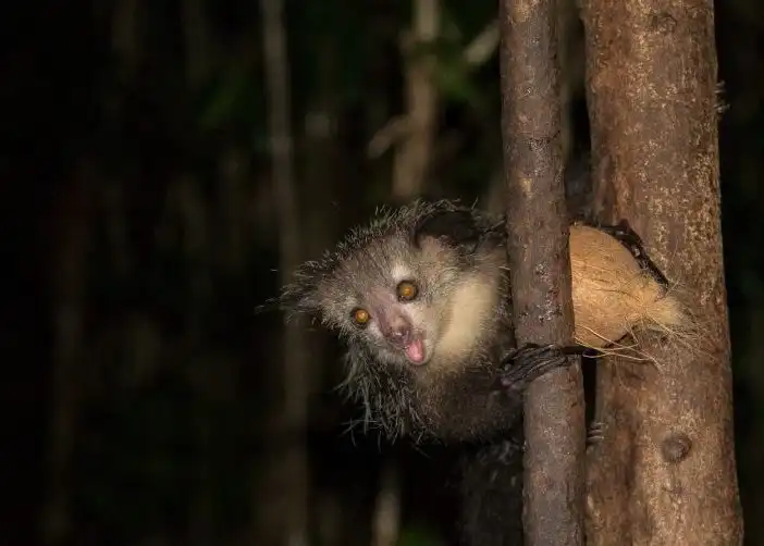 animales extraños - animales extraños