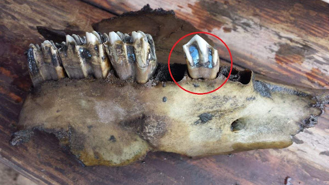 Vivianita: El necro-mineral que no sabías que existía 4 -