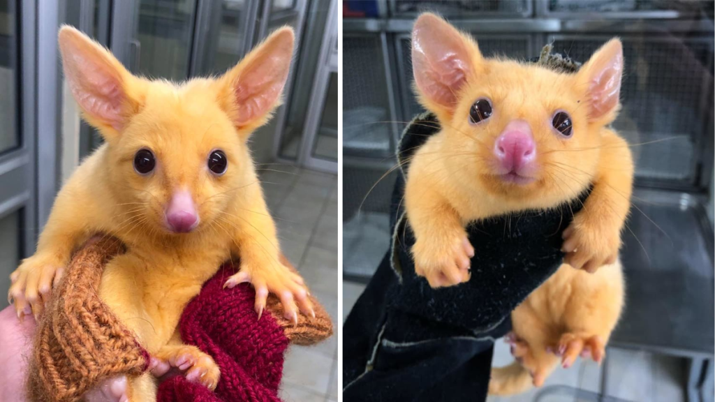 Pikachu exists and lives in Australia 1 -