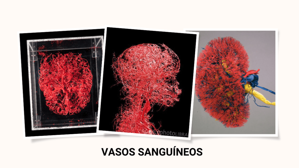 vasos sanguineos - vasos sanguineos