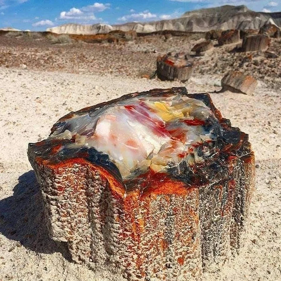 bosque Petrificado en Arizona