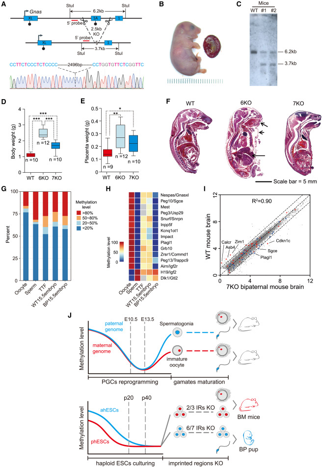 Ratones con dos padres: científicos crean óvulos a partir de células masculinas. 2 -