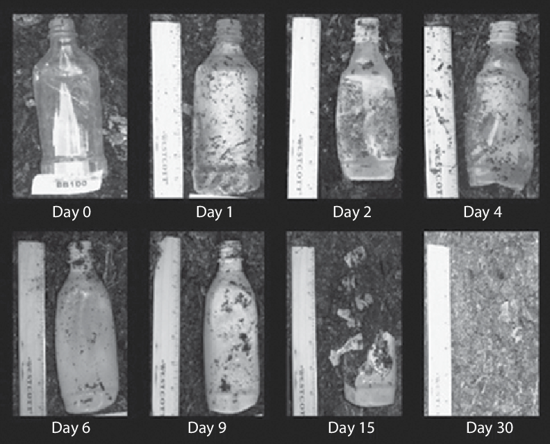 botellas de cañamo - botellas de cañamo