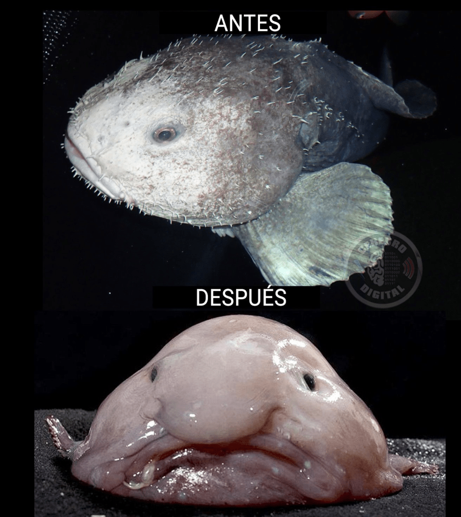 animales extraños - animales extraños