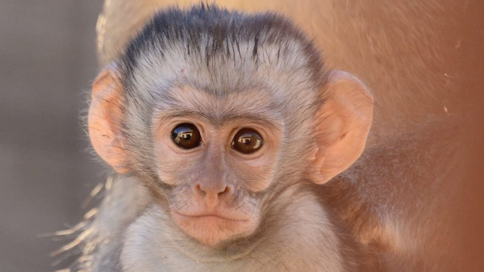 Investigadores logran crear estructuras similares a embriones de mono usando células madre