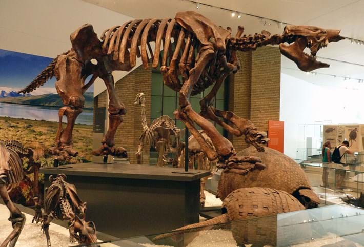 Estos túneles masivos fueron excavados por osos perezosos antiguos del tamaño de elefantes 4 -