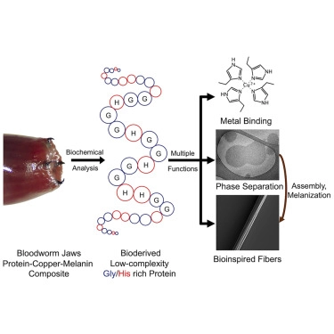 Gusanos de sangre crean sus dientes a partir de metal y ahora sabemos cómo 2 -