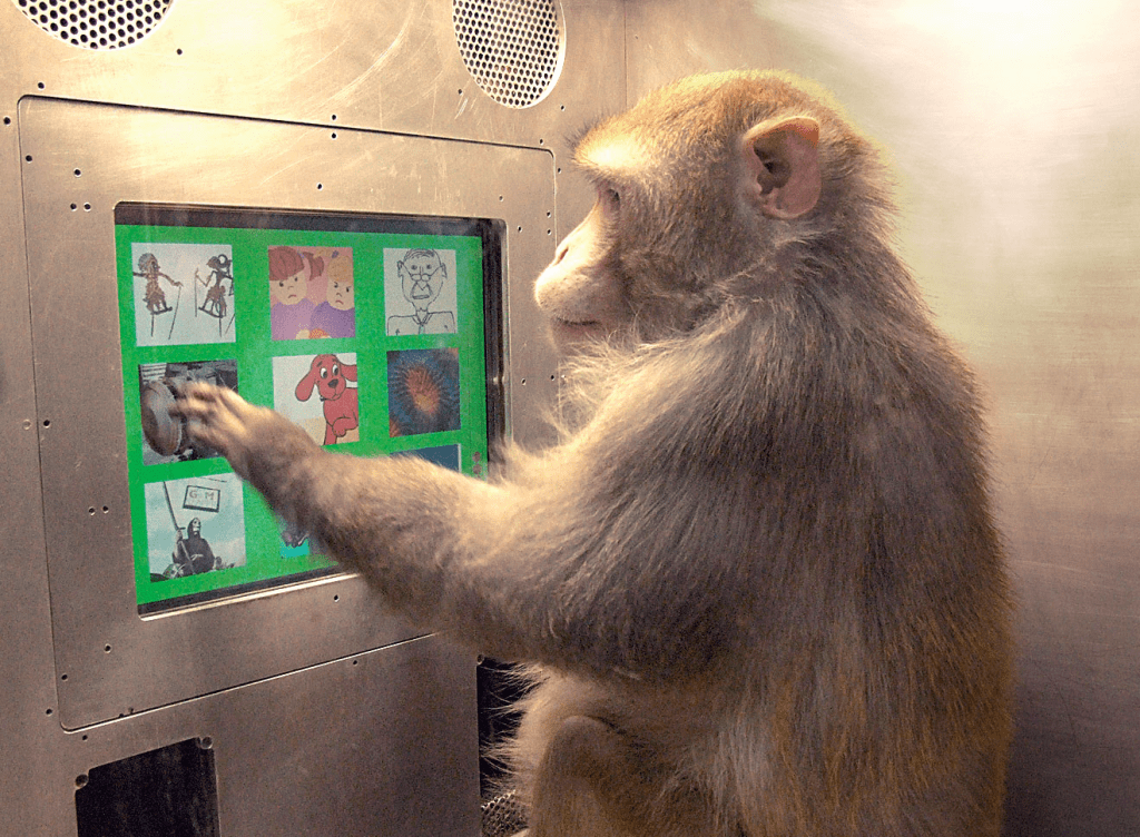 El asombroso mundo de la cognición en primates: explorando la comunicación, el lenguaje y la memoria 2 -