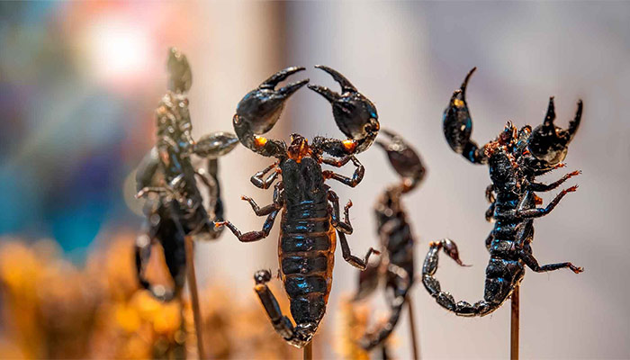 Insectos: ¿Son realmente el alimento del futuro?