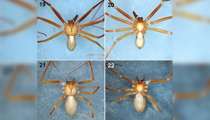 Arañas violinistas: Cómo actuar ante este peligroso insecto