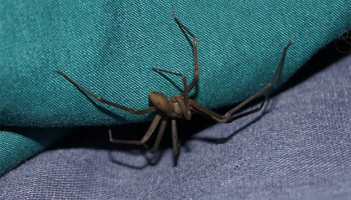 Arañas violinistas: Cómo actuar ante este peligroso insecto