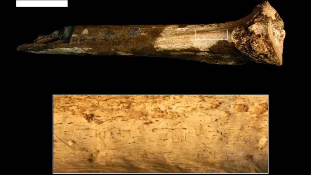 Esta puede ser la evidencia más temprana del canibalismo de los homínidos 1 -