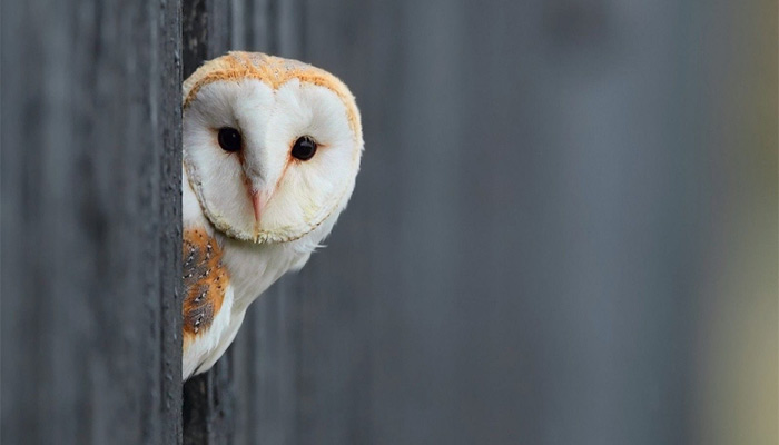 La lechuza: el simbolismo tras su visita en nuestro hogar
