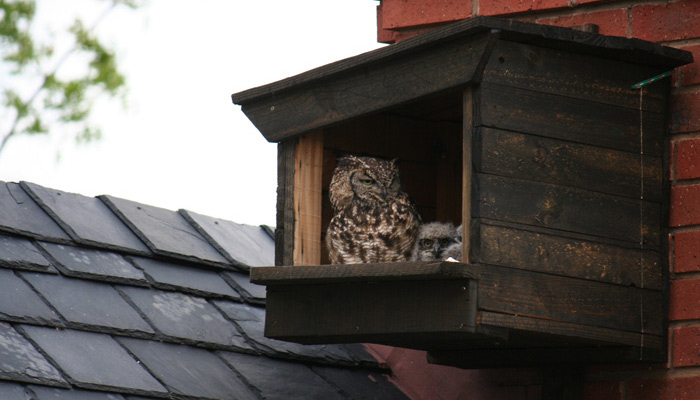 La lechuza: el simbolismo tras su visita en nuestro hogar
