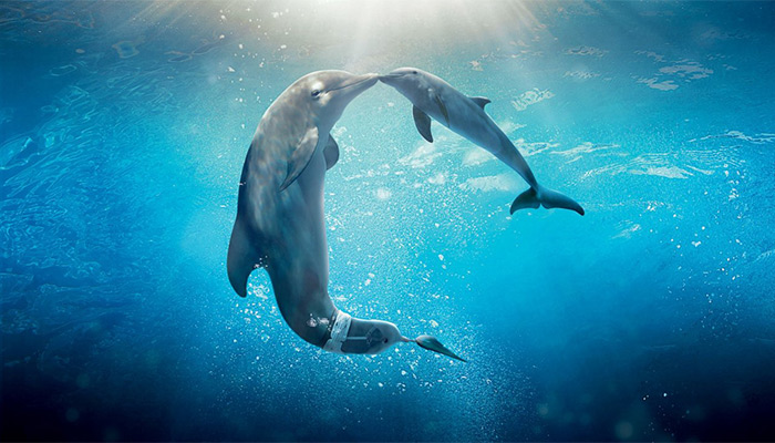 Lenguaje de los delfines al descubierto: IA trabaja para decodificarlo