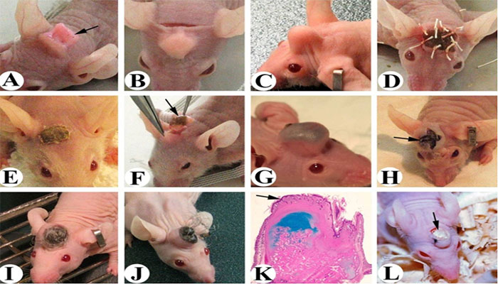 Ratones con mini astas de ciervos: Científicos las hicieron crecer en un hito sin precedentes