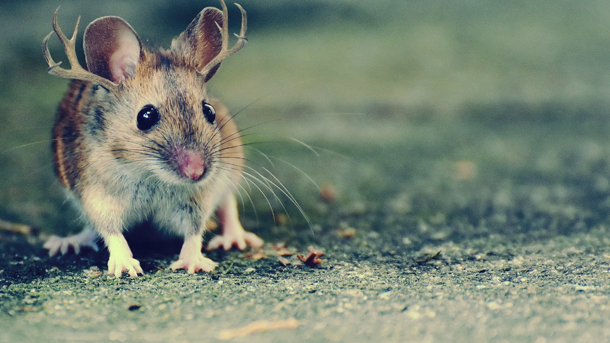 Ratones con mini astas de ciervos: Científicos las hicieron crecer en un hito sin precedentes